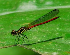 Stenocypha molindica