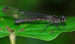 Stenocypha molindica