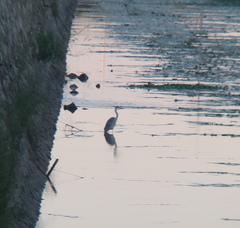 Ardea cinerea