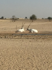 Oryx leucoryx
