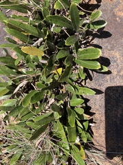 Parinari capensis capensis