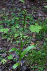 Platanthera huronensis