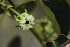 Gonolobus sororius