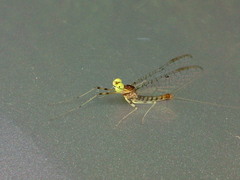 Stenacron interpunctatum interpunctatum