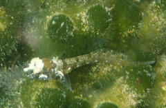 Heteroclinus