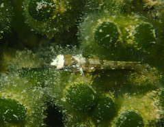 Heteroclinus