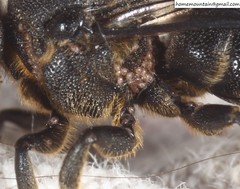 Parasitiformes