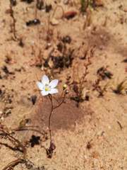 Wahlenbergia androsacea