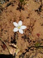 Wahlenbergia androsacea
