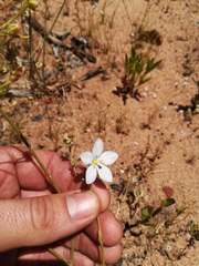 Wahlenbergia androsacea