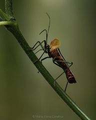 Sundarus