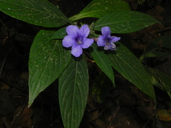 Strobilanthes integrifolius