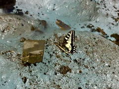 Papilio machaon aliaska