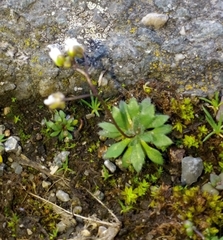 Draba verna