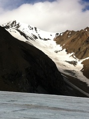 Papilio machaon aliaska