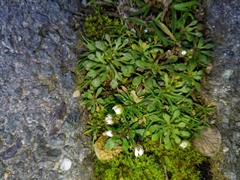 Draba verna