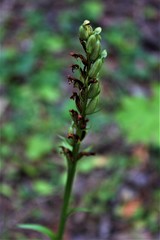 Platanthera huronensis