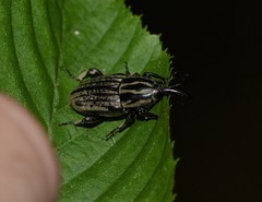 Sphenophorus australis