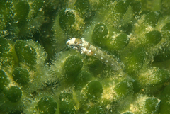 Heteroclinus