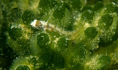 Heteroclinus