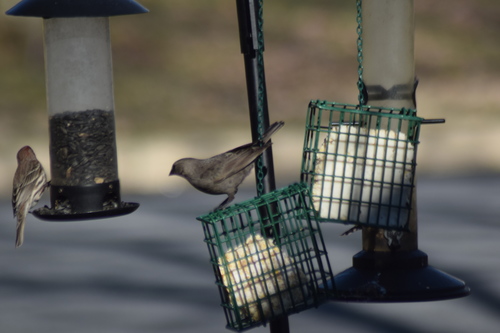 Brown-headed Cowbird photographed in Delaware