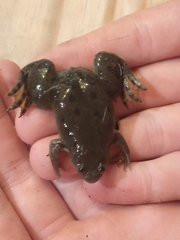 Xenopus poweri