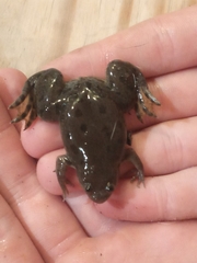 Xenopus poweri