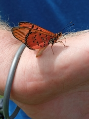 Acraea atergatis
