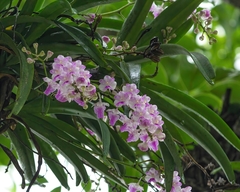 Aerides maculosa