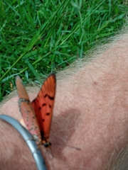 Acraea atergatis