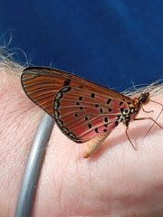 Acraea atergatis