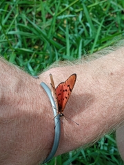 Acraea atergatis