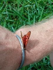 Acraea atergatis