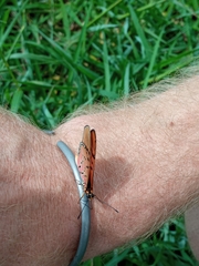 Acraea atergatis