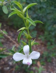 Barleria quadriloba