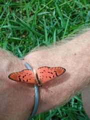 Acraea atergatis