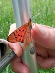 Acraea atergatis