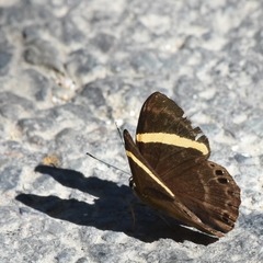 Abisara fylla