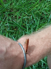 Acraea atergatis