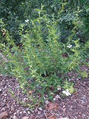 Barleria quadriloba