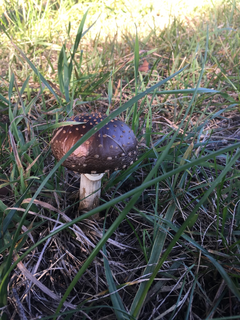 Amanita ibotengutake · October 2017 · photo: © iwamotoshuko (iNaturalist, CC)