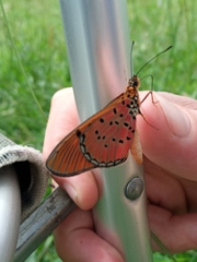 Acraea atergatis