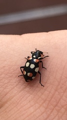 Eriopis connexa