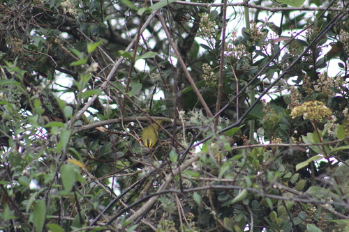 Black-crested Warbler (Myiothlypis nigrocristata), photo 7