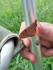 Acraea atergatis