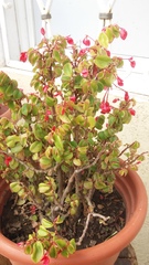 Begonia fuchsioides