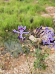 Afrosolen masukuensis