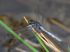 Orthetrum julia