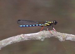 Platycypha lacustris