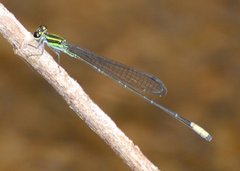 Pseudagrion melanicterum